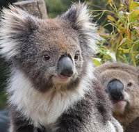 Kuranda Koala Gardens and Birdworld Admission Tickets - Mackay Tourism