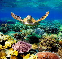 3-Day Best of Cairns Combo The Daintree Rainforest Great Barrier Reef and Kuranda - Mackay Tourism