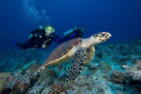 Great Keppel Island Day Trip Bundle From Yeppoon - Mackay Tourism 4