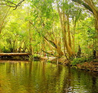 Private Half Day Tour Exclusive World Heritage Rainforest and Waterfall Tour from Cairns - Mackay Tourism