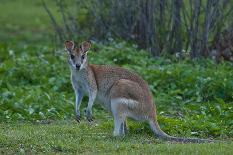 Cairns 4WD Waterfall And Rainforest Tour Including Kuranda Scenic Railway - Mackay Tourism 7