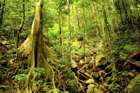 Cairns 4WD Waterfall And Rainforest Tour Including Kuranda Scenic Railway - Mackay Tourism 8
