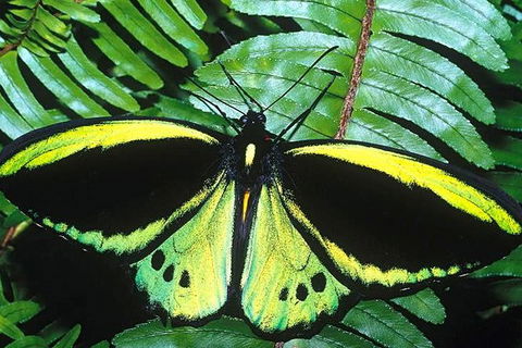 Cairns 4WD Waterfall And Rainforest Tour Including Kuranda Scenic Railway - Mackay Tourism 1