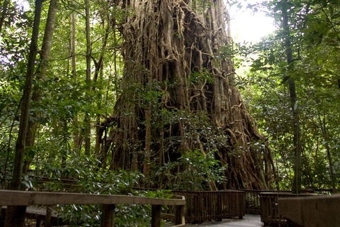 Cairns 4WD Waterfall And Rainforest Tour Including Kuranda Scenic Railway - Mackay Tourism 5