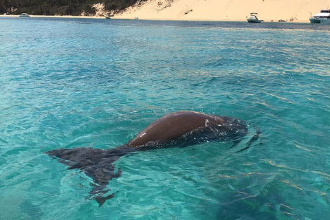 Eco Marine Safari - Boom Netting & Snorkeling Moreton Island - Roma St Transfers - Mackay Tourism 7