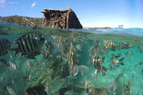 Eco Marine Safari - Boom Netting & Snorkeling Moreton Island - Roma St Transfers - Mackay Tourism 10