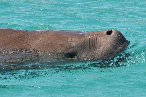 Eco Marine Safari - Boom Netting & Snorkeling Moreton Island - Roma St Transfers - Mackay Tourism 6