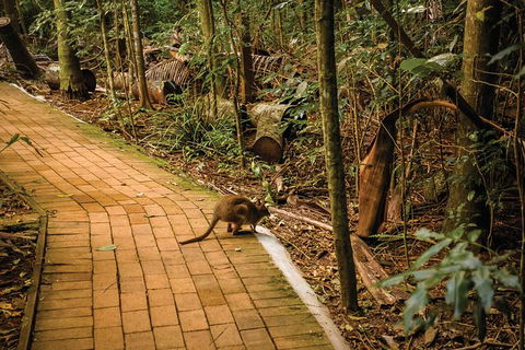 Full Day Sunshine Coast Hinterland Luxury Small Group Tour From Brisbane - Mackay Tourism 2