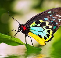 Australian Butterfly Sanctuary - Mackay Tourism