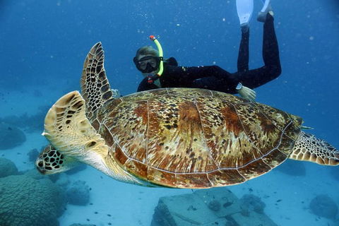 Full Day Snorkel In The Great Barrier Reef - Mackay Tourism 4