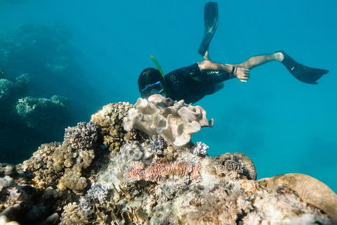 Full Day Snorkel In The Great Barrier Reef - Mackay Tourism 5