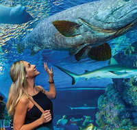 Cairns Aquarium Family Tickets - Mackay Tourism