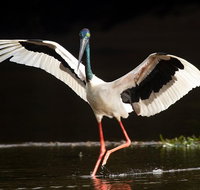 Daintree River - Private Photography Cruise - Mackay Tourism