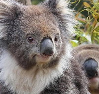 Kuranda Koala Gardens General Entry Ticket - Mackay Tourism