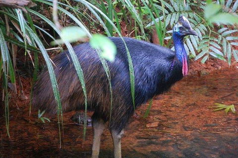 Daintree Discovery Centre Family Pass Ticket - Mackay Tourism 7
