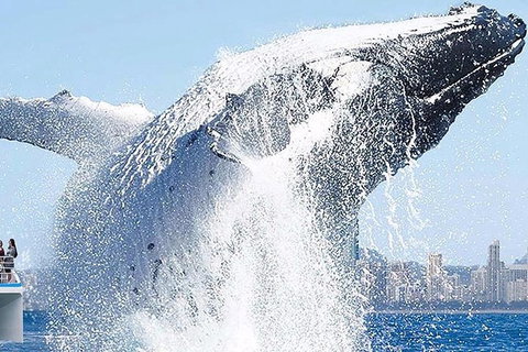 Gold Coast City Card (3 Days Card): Unlimited Attractions - Mackay Tourism 8