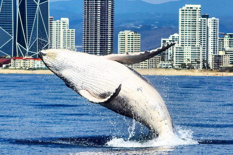 Gold Coast City Card (3 Days Card): Unlimited Attractions - Mackay Tourism 4