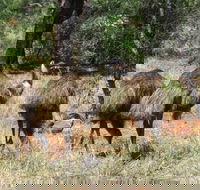 5-Day Outback Farm and Wildlife Experience from Brisbane - Mackay Tourism