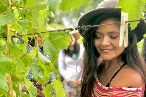 Mt Tamborine Wine Tour - Mackay Tourism 4