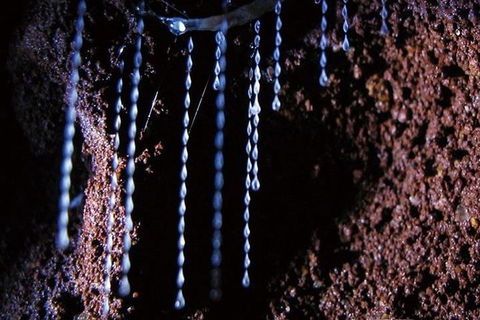 Glowworm Cave & Natural Bridge Tour - Mackay Tourism 2