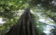 Glowworm Cave & Natural Bridge Tour - thumb 5