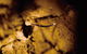 Glowworm Cave & Natural Bridge Tour - thumb 4