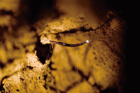 Glowworm Cave & Natural Bridge Tour - Mackay Tourism 4