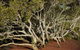 Private Full-Day Guided Tour With Workshop: Karragarra And Macleay Island - thumb 16