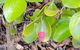 Private Full-Day Guided Tour: Russell Lamb Macleay And Karragarra Islands - thumb 23