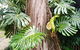 Private Full-Day Guided Tour: Russell Lamb Macleay And Karragarra Islands - thumb 3