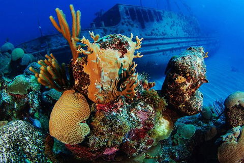 PADI Diving Courses On The Gold Coast - Mackay Tourism 3
