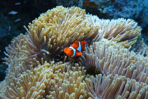 PADI Diving Courses On The Gold Coast - Mackay Tourism 4