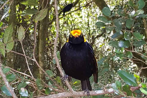 Limited Group Gold Coast Lamington National Park Tour - Mackay Tourism 2