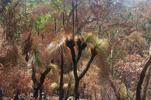 Limited Group Gold Coast Lamington National Park Tour - Mackay Tourism 4