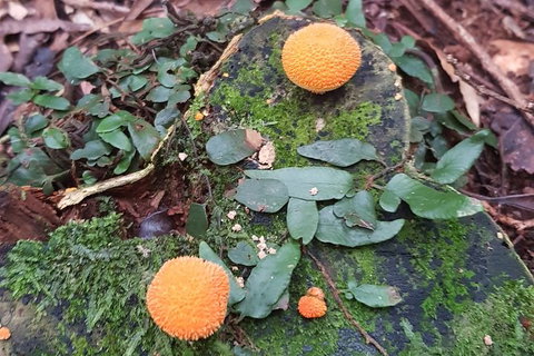 Limited Group Gold Coast Lamington National Park Tour - Mackay Tourism 6