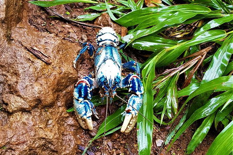 Limited Group Gold Coast Lamington National Park Tour - Mackay Tourism 5