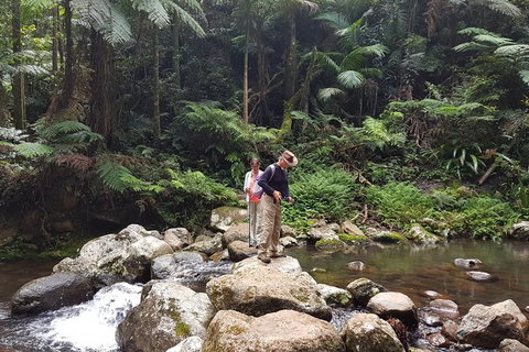Limited Group Gold Coast Lamington National Park Tour - Mackay Tourism 0