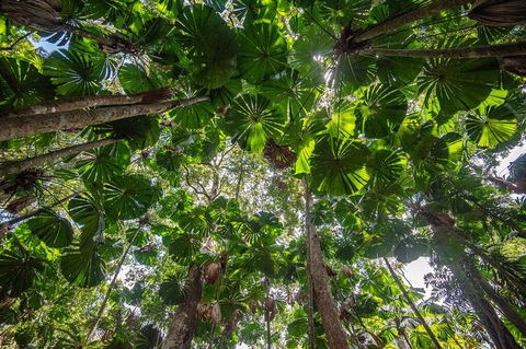 5 Day Australia Retreat: Queensland Daintree - Mackay Tourism 4