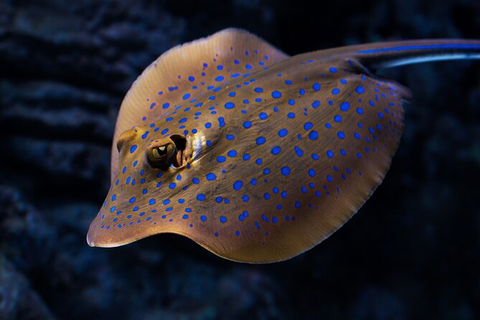 Cairns Aquarium Tour By Twilight With Drink And Appetiser - Mackay Tourism 5
