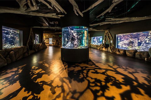 Cairns Aquarium Tour By Twilight With Drink And Appetiser - Mackay Tourism 4