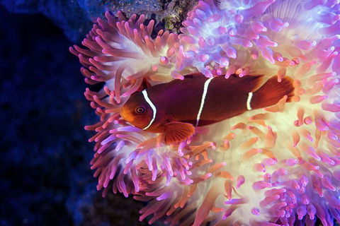 Cairns Aquarium Tour By Twilight With Drink And Appetiser - Mackay Tourism 2