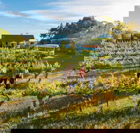 Barossa Valley Highlights from Barossa Valley Including Wine and Cheese Tasting - Mackay Tourism