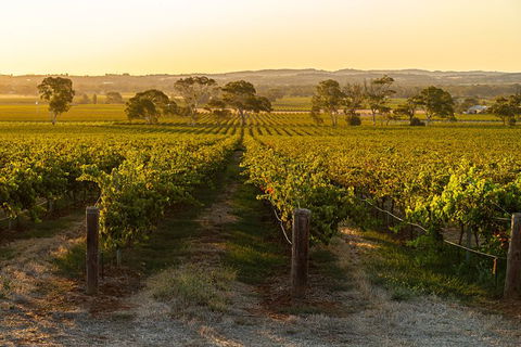 Yalumba Signature Tour - Mackay Tourism 5