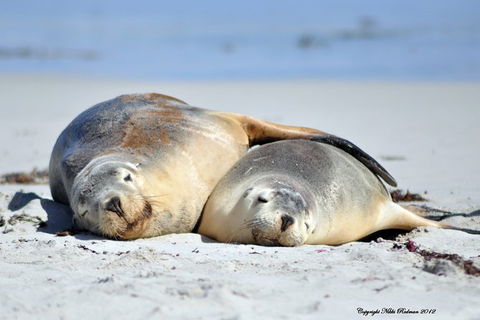 NEW TOUR - Kangaroo Island Road To Recovery Tour (1 Day/1 Night) - Mackay Tourism 3