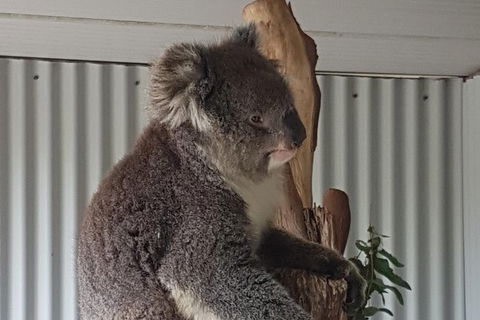 Shore Excursion: Coast, Caves And Wildlife Park - 8 Hour Tour - Mackay Tourism 11