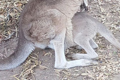 Shore Excursion: Coast, Caves And Wildlife Park - 8 Hour Tour - Mackay Tourism 19