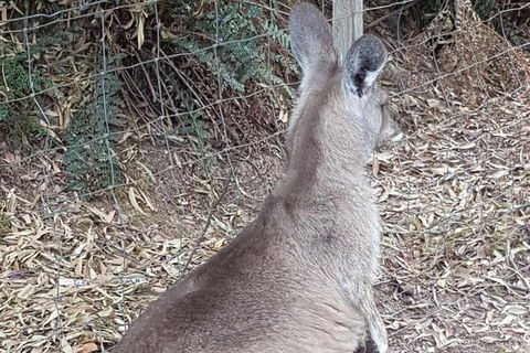 Shore Excursion: Coast, Caves And Wildlife Park - 8 Hour Tour - Mackay Tourism 9