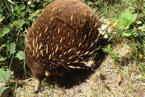 Shore Excursion: Coast, Caves And Wildlife Park - 8 Hour Tour - Mackay Tourism 18