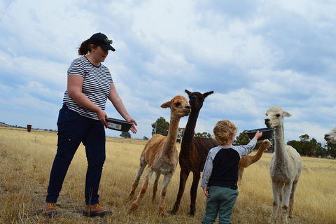 Alpaca Farm Tours With Toffeemont - Mackay Tourism 4