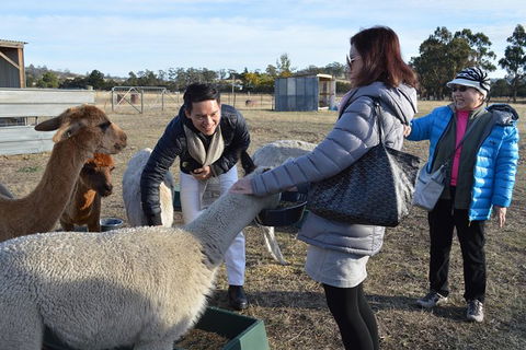 Alpaca Farm Tours With Toffeemont - Mackay Tourism 2